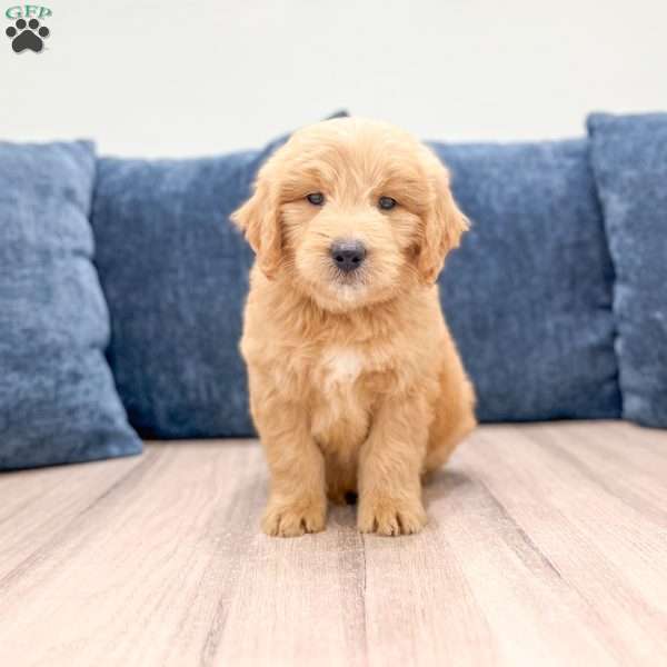 Lawson, Mini Goldendoodle Puppy