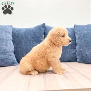 Lawson, Mini Goldendoodle Puppy