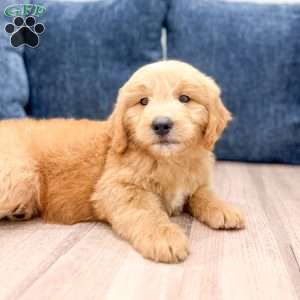 Lawson, Mini Goldendoodle Puppy