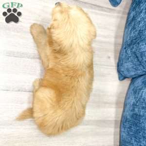 Lawson, Mini Goldendoodle Puppy