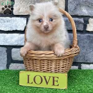 Fluffy, Pomeranian Puppy