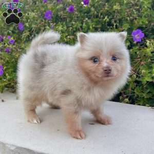Fluffy, Pomeranian Puppy