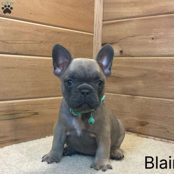 Bailey, French Bulldog Puppy