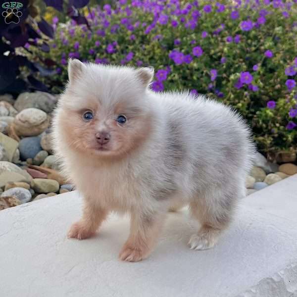 Fluffy, Pomeranian Puppy