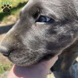 Tulip, Charcoal Labrador Retriever Puppy