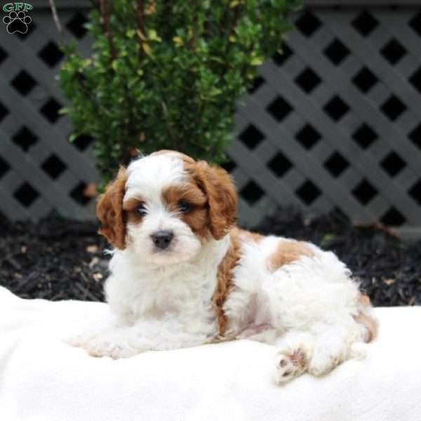 Lucas, Cavapoo Puppy