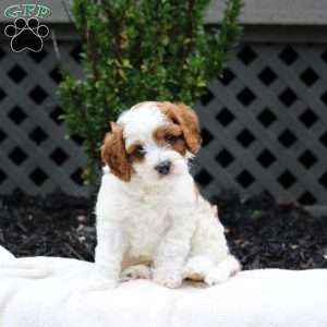 Lucas, Cavapoo Puppy