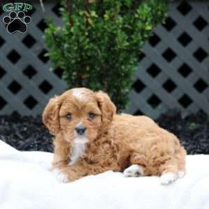 Lila, Cavapoo Puppy