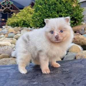 Fluffy, Pomeranian Puppy