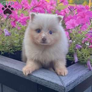 Fluffy, Pomeranian Puppy