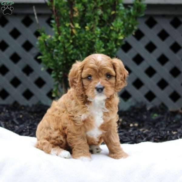 Lila, Cavapoo Puppy