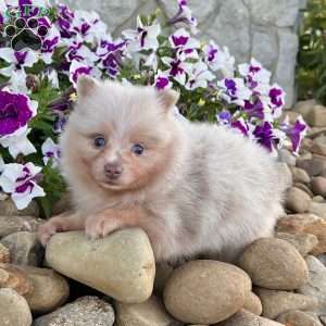 Fluffy, Pomeranian Puppy