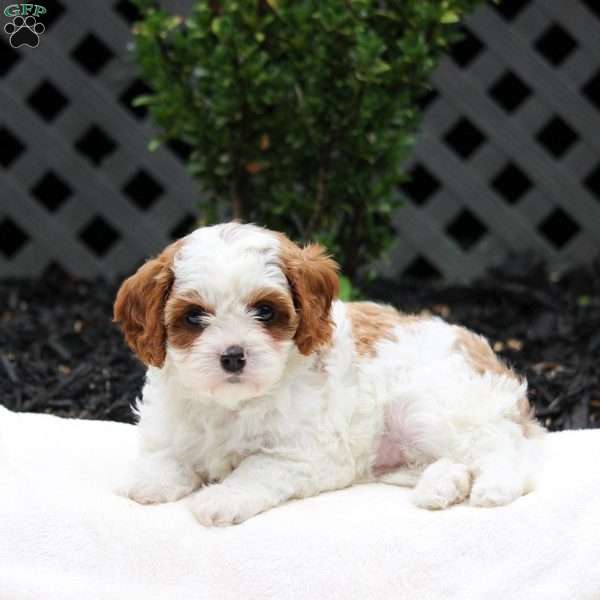 Lydia, Cavapoo Puppy