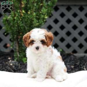 Lydia, Cavapoo Puppy