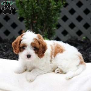 Lacy, Cavapoo Puppy