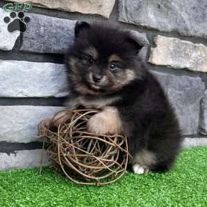 Finn, Pomeranian Puppy