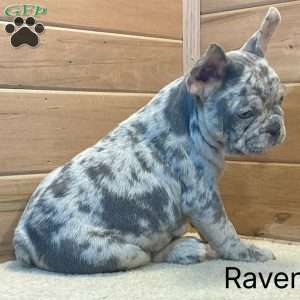 Raven, French Bulldog Puppy
