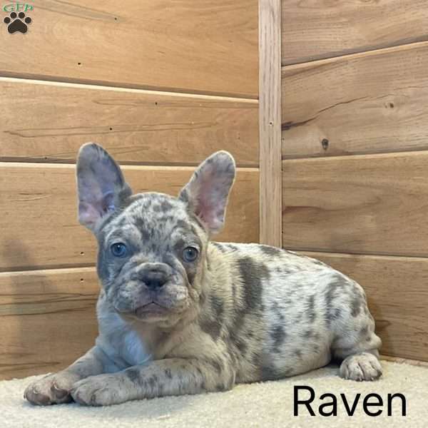 Raven, French Bulldog Puppy