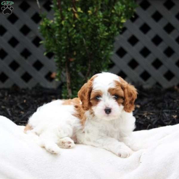 Lacy, Cavapoo Puppy