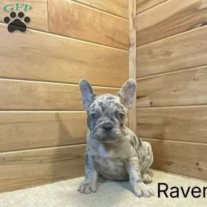 Raven, French Bulldog Puppy