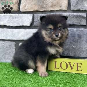 Finn, Pomeranian Puppy