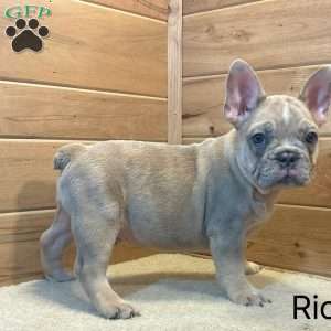 Rio, French Bulldog Puppy