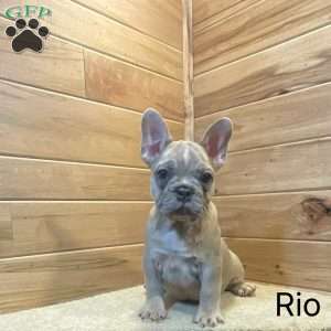 Rio, French Bulldog Puppy