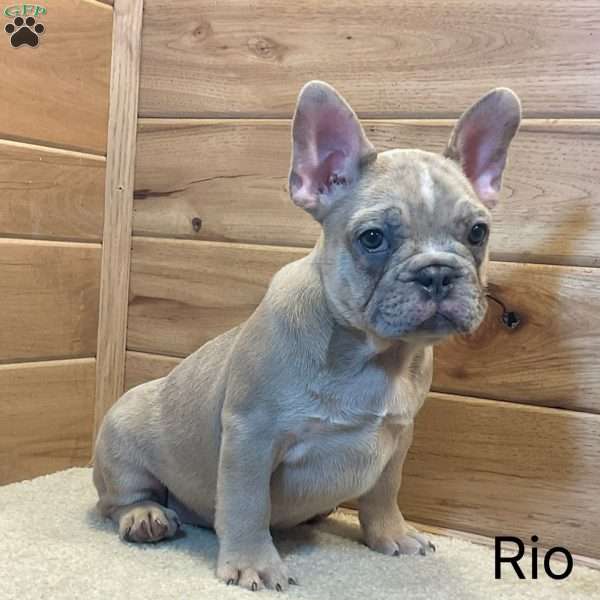 Rio, French Bulldog Puppy