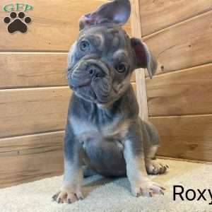 Roxy, French Bulldog Puppy