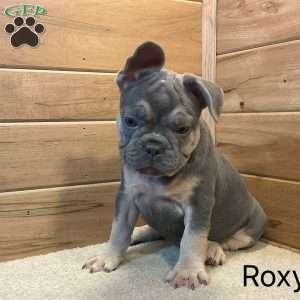 Roxy, French Bulldog Puppy