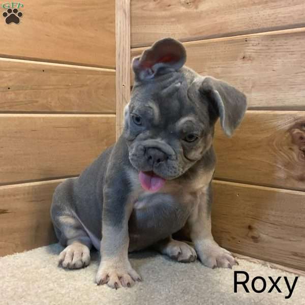 Roxy, French Bulldog Puppy