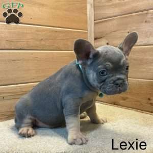 Lexie, French Bulldog Puppy