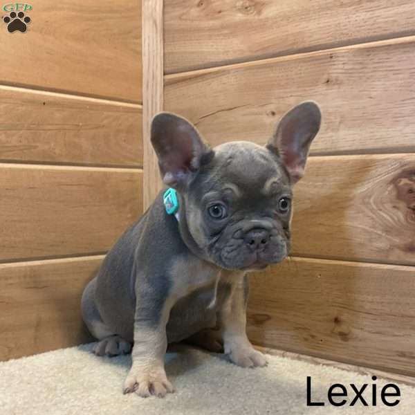 Lexie, French Bulldog Puppy