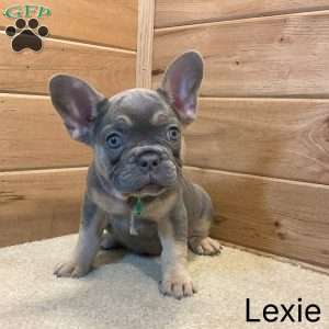 Lexie, French Bulldog Puppy