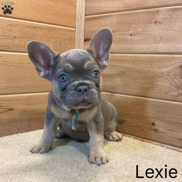 Lexie, French Bulldog Puppy