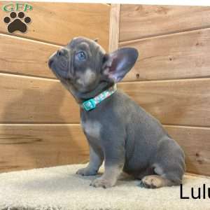 Lulu, French Bulldog Puppy