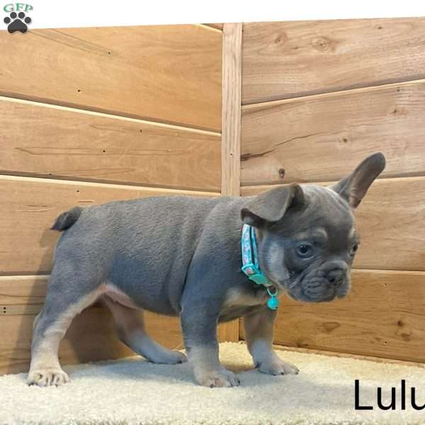 Lulu, French Bulldog Puppy