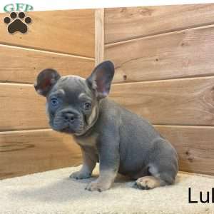 Lulu, French Bulldog Puppy