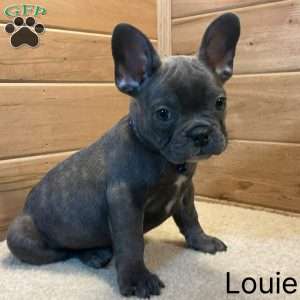 Louie, French Bulldog Puppy