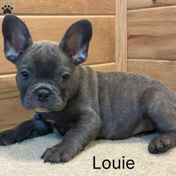 Louie, French Bulldog Puppy