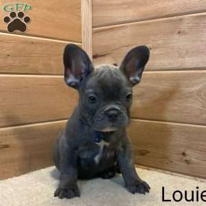 Louie, French Bulldog Puppy