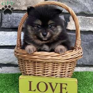 Finn, Pomeranian Puppy