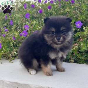 Finn, Pomeranian Puppy