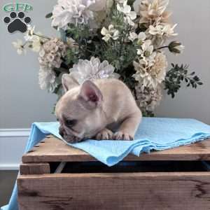 Rascal, French Bulldog Puppy