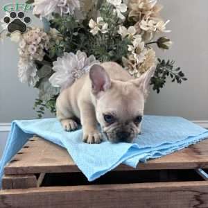 Rascal, French Bulldog Puppy