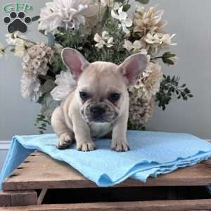 Rascal, French Bulldog Puppy