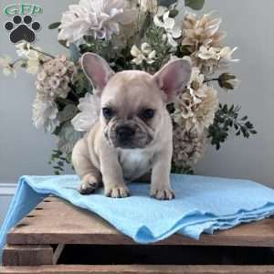 Rascal, French Bulldog Puppy