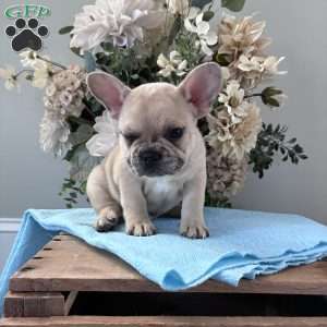 Rascal, French Bulldog Puppy