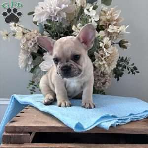 Rascal, French Bulldog Puppy