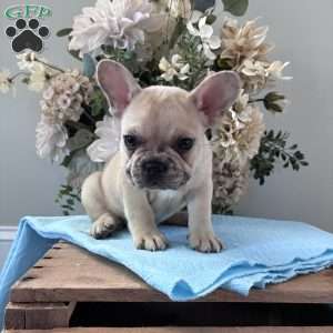 Rascal, French Bulldog Puppy